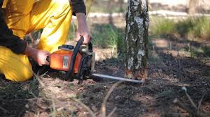 Leaf Removal in Morenci, MI